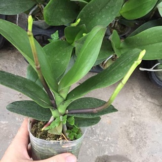 lan hồ điệp 2 ngồng cốc 3.0