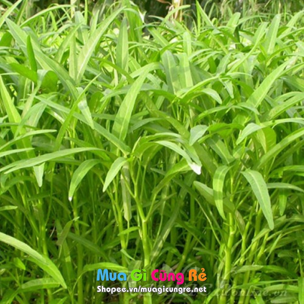 Hạt giống Rau muống (50g)