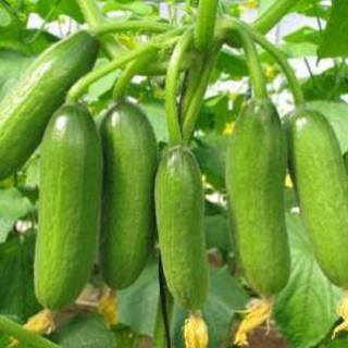 (Nk0302) Hạt giống dưa chùm gói 10 hạt