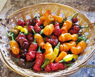 Hạt giống Ớt cu tí