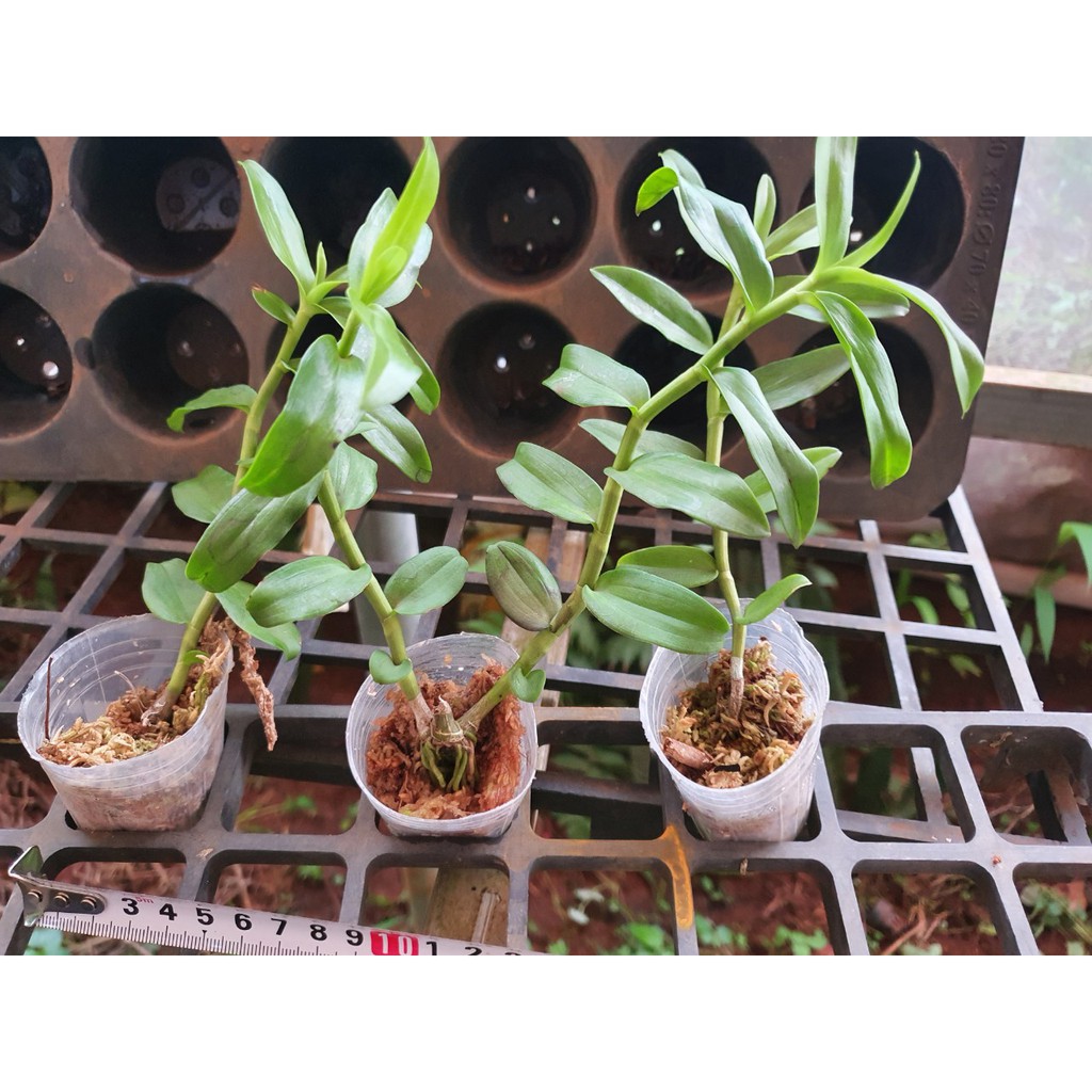 combo 10 loại phi điệp độc lạ