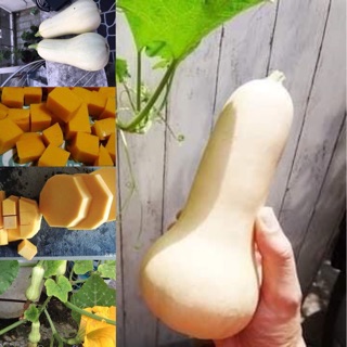 HẠT GIỐNG BÍ NGÔ MẬT F1 nhập khẩu mỹ
