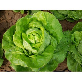 Hạt Giống Xà Lách Búp