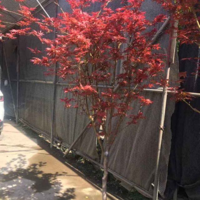 cây Cây phong Lá Đỏ  - Cây Giống Nhập Khẩu