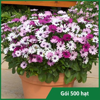 Gói 500 hạt giống hoa cúc châu phi