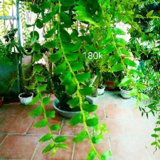 Lan Hạc Vỹ THiên Cung