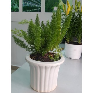 Cây đuôi chồn - Cây cảnh để bàn