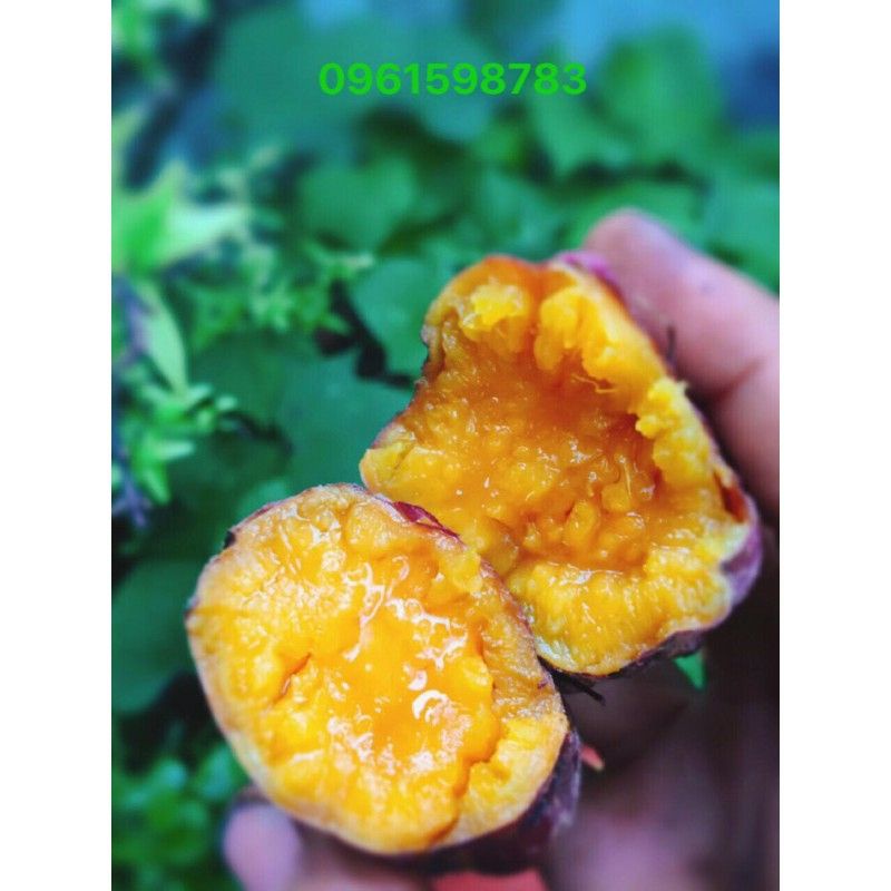 Combo 3kg khoai 8-10 củ 1kg Khoai lang mật Tà Nung Đà Lath