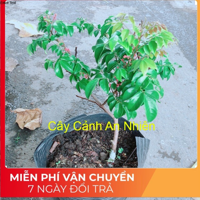 Cây Khế Cho Sai Trái (hàng có sẵn hoa)