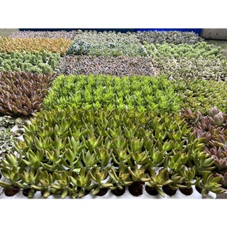 42cây sen vĩ nhiều loại (kích thước 3-4cm)