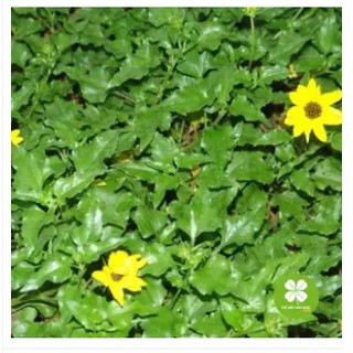 Cây sài đất (gói 1kg) - LCS153