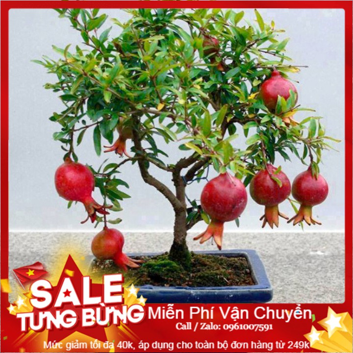 Hạt Giống Lựu Lùn - 5 Hạt