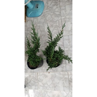 Cây Ngoạ Tùng (tùng xà)- tặng kèm phân bón