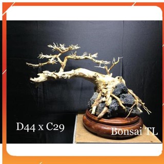 Lũa Bonsai Thuỷ Sinh D44 x C29