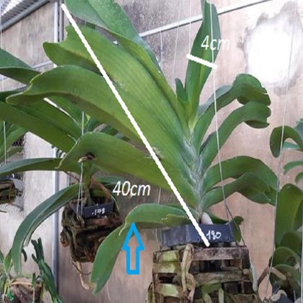 CÂY ĐẸP KHỎE Hoa lan giáng hương ngọc điểm trắng