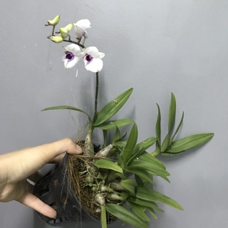 Hoa Lan yayamini chậu đang nụ, hoa