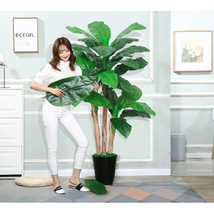 Cây Chuối Lớn Cảnh
