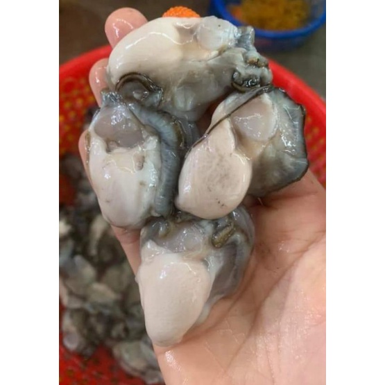 1KG HÀU SỮA PHÚ QUỐC THIÊN NHIÊN
