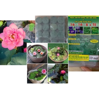 Phân Bón Thủy Sinh Gói 24 Viên Nén (hình 1 hoặc 2)