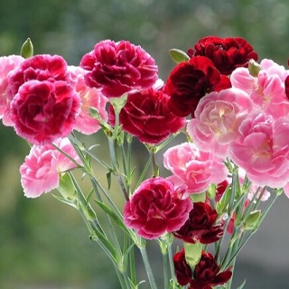 Hạt giống Hoa cẩm chướng còn có tên gọi là hoa cẩm nhung, hoa thạch trúc là nhóm hoa cắt cành trang trí phổ biến