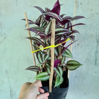 Cây giống thài lài tía - thài lài tím, cây trai đỏ, cây trai tím - Tradescantia pallida - CayGiongTot