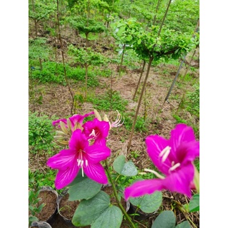 cây giống ban tím (móng bò)