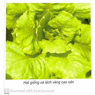 10 gam Hạt Giống Xà Lách Đà Lạt Cao Sản