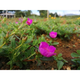 3 cành sam đơn tím huế