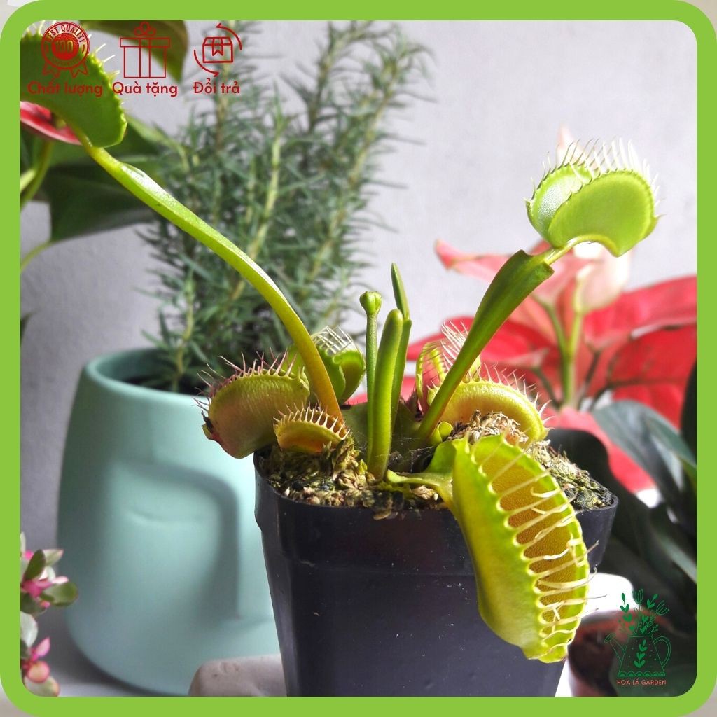 Cây bẫy kẹp bắt mồi Venus Flytrap, bắt ruồi, bắt côn trùng