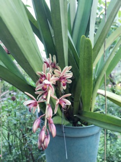 🍀Chậu lan kiếm tiên vũ