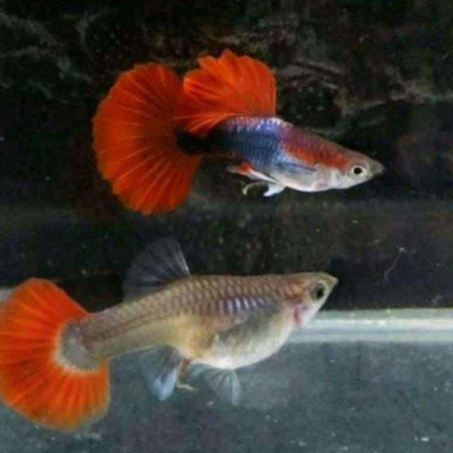 Cám cá guppy HB Red Rose + Tặng thùng xốp 30x20x10 chống thấm