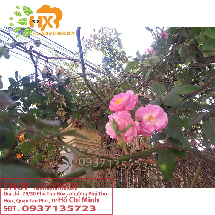 COMBO 5 CÂY HOA HỒNG TẦM XUÂN CON