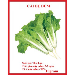 Gói 10 gram hạt giống cải bẹ dúm