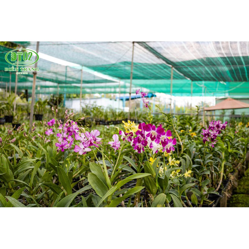 Combo 2 chai Chất Bám dính sinh học Neem Chito 500ml
