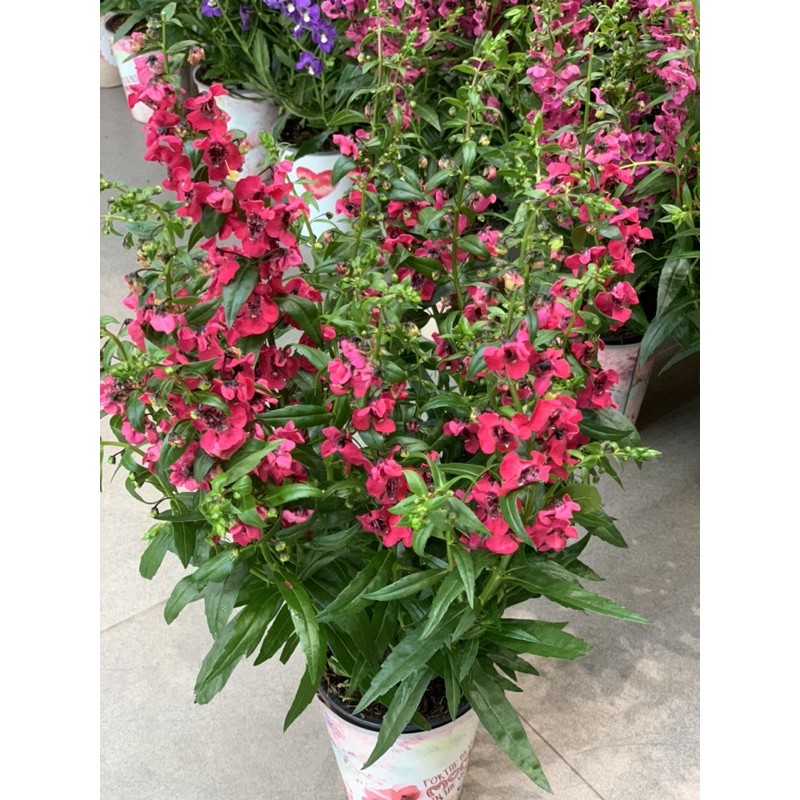 Violet Nhật. cây xuất y hình