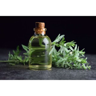 Gói 50  hạt giống Ngải Đắng Wormwood