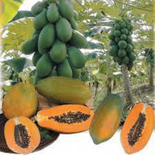 HẠT GIỐNG ĐU ĐỦ LÙN CAO SẢN F1 NĂNG SUẤT CAO