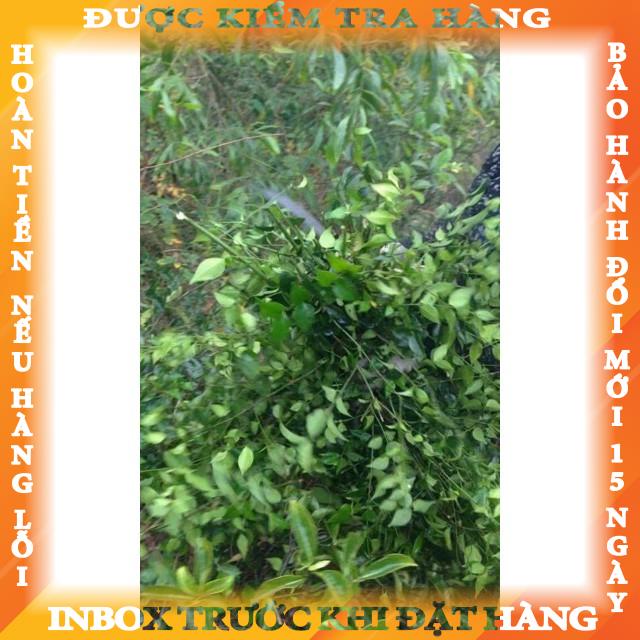 Mua Lá chè vằng sẻ hái trên núi 1 kg túi to đùng ( lá khô ) theanh giá ...