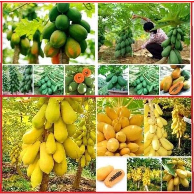 10 hạt đu đủ lùn