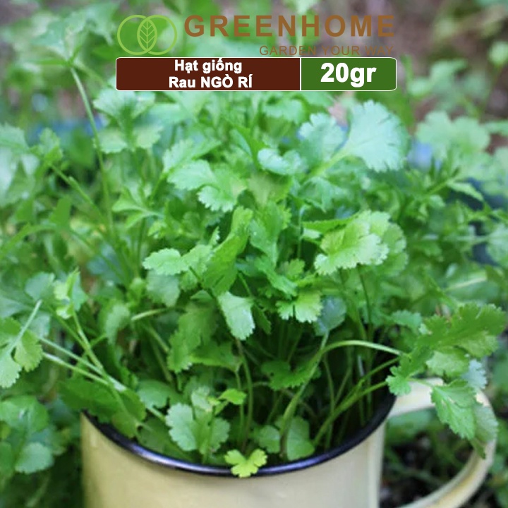 Hạt giống rau ngò rí Greenhome, gói 20gr, sinh trưởng tốt, kháng bệnh tốt, thu hoạch nhanh G03