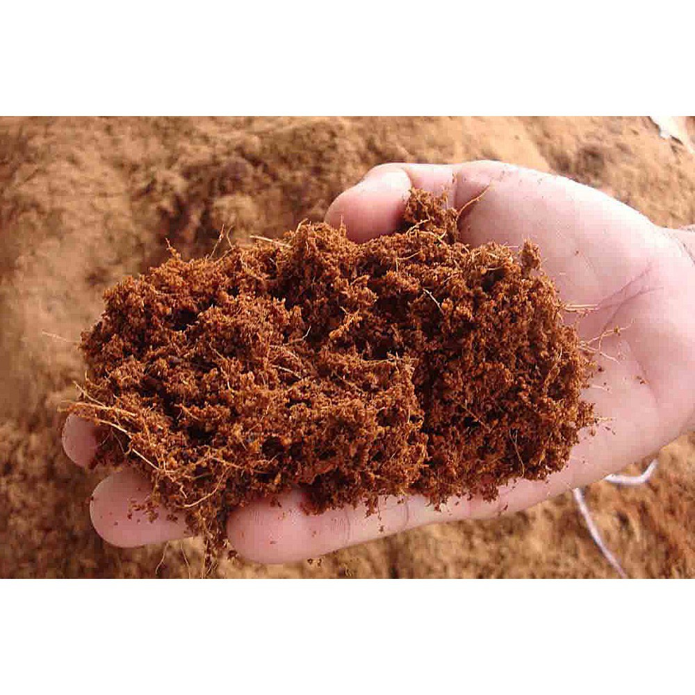 [SIEURE] XƠ DỪA NHUYỄN - 500gram/ gói hàng đẹp, phân phối chuyên nghiệp.
