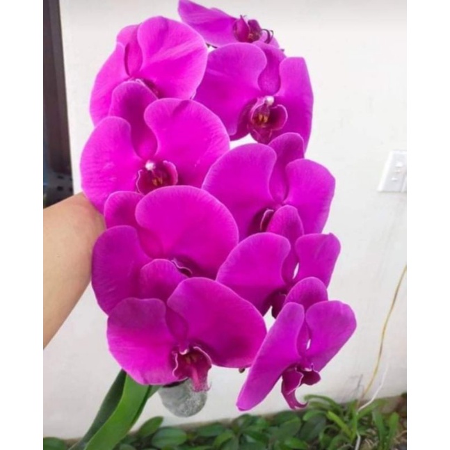 Combo 3 cây hồ điệp đại 2 ngồng hoa tết