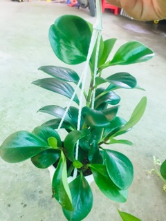 TRƯỜNG SINH XANH CHẬU TREO MINI