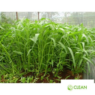 Giống rau muống 10g