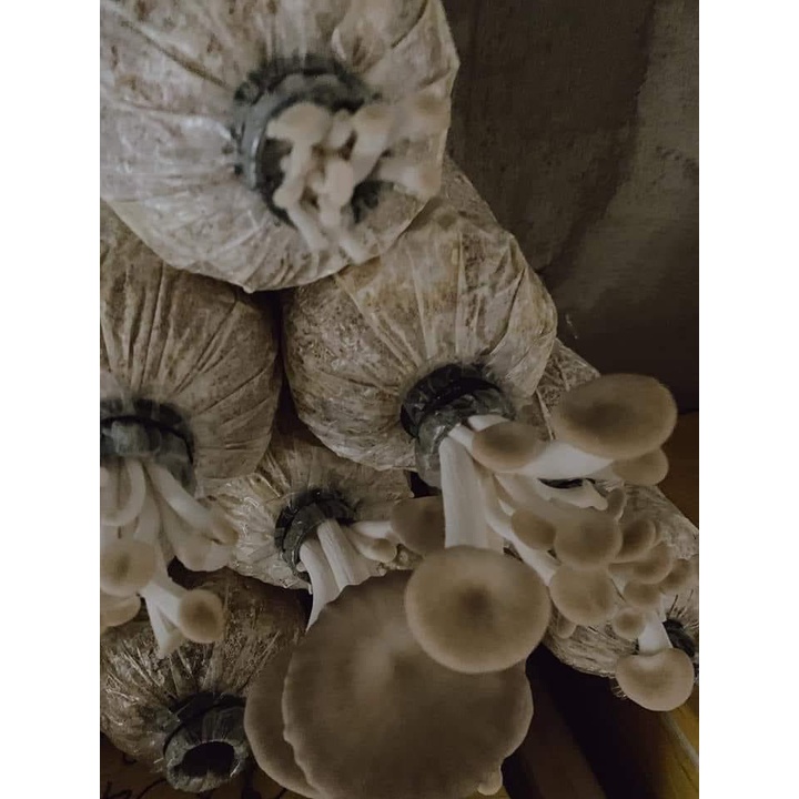 Phôi nấm Bào ngư