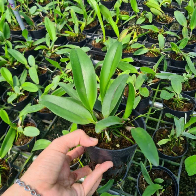 Cattleya màu sổ chậu lỡ