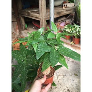 Cây Kim ngân/ Tài lộc
