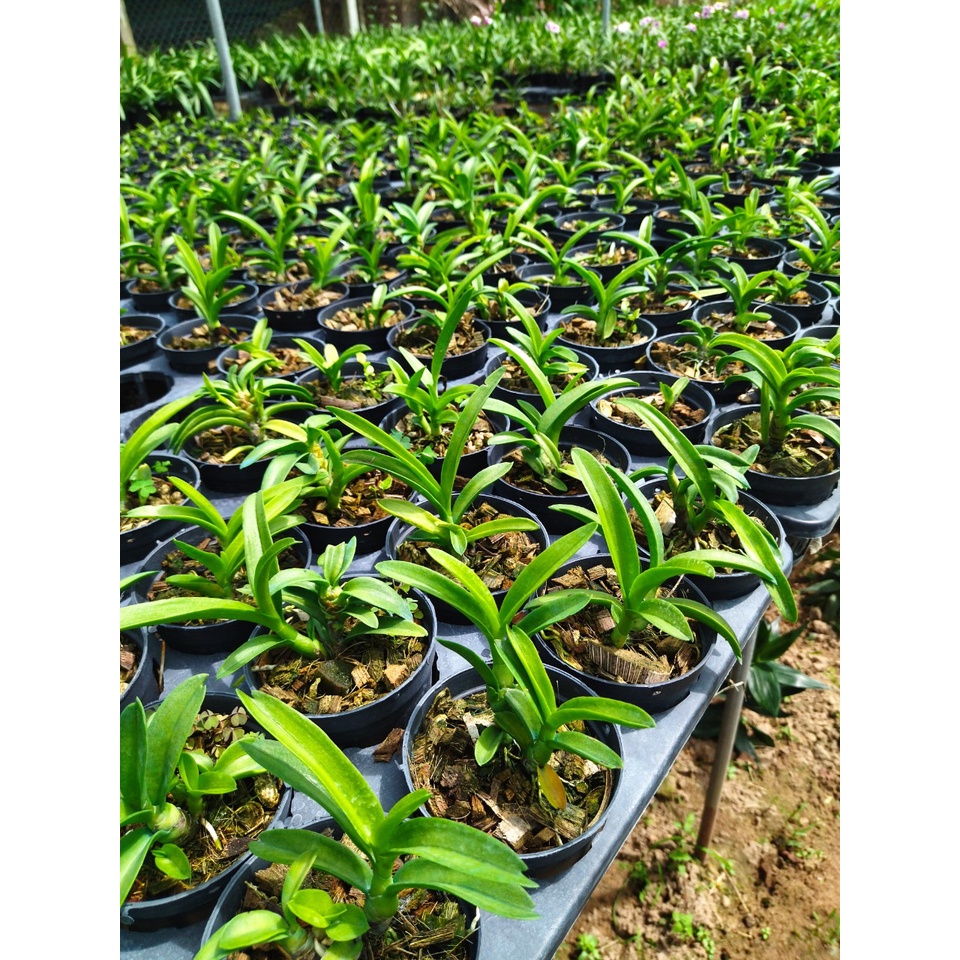 Denro nắng pensoda xưa hoa thơm hàng cây lớn