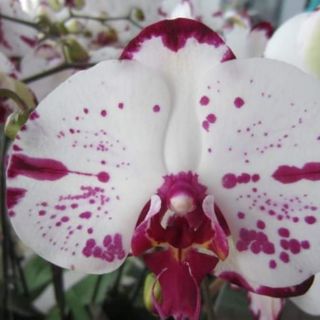 Hoa lan hồ điệp đại giống