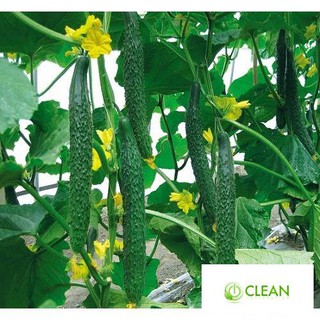Hạt giống Dưa chuột Nhật
